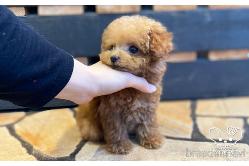 成約済の愛知県のタイニープードル-157041の4枚目