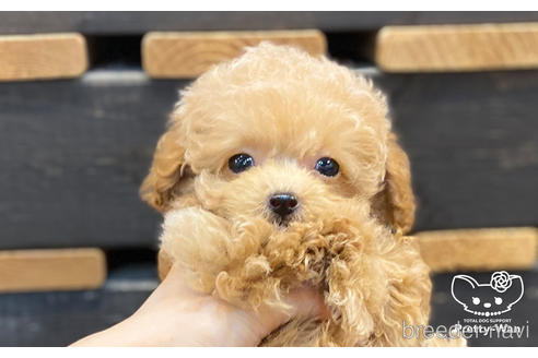 成約済の愛知県のタイニープードル-157042の6枚目