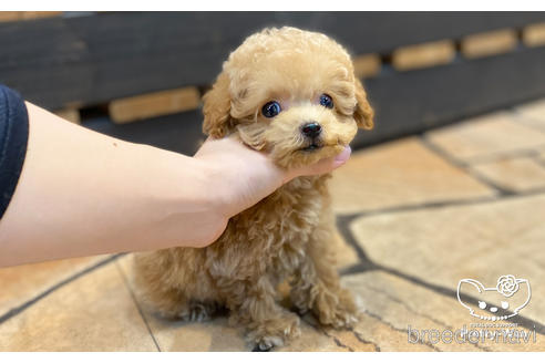 成約済の愛知県のタイニープードル-157042の5枚目