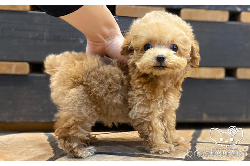 成約済の愛知県のタイニープードル-157042の4枚目