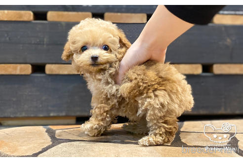 成約済の愛知県のタイニープードル-157042の3枚目