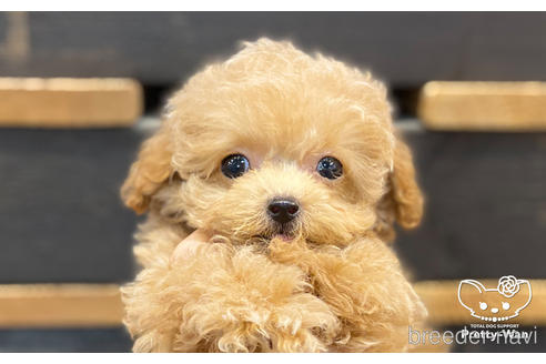 成約済の愛知県のタイニープードル-157042の2枚目