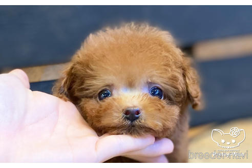 成約済の愛知県のタイニープードル-157043の1枚目
