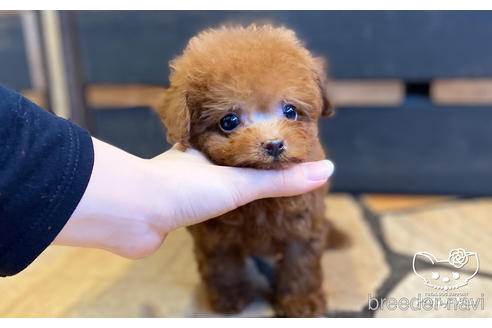 成約済の愛知県のタイニープードル-157043の5枚目