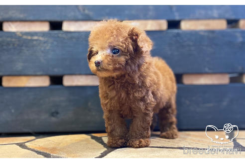 成約済の愛知県のタイニープードル-157043の4枚目