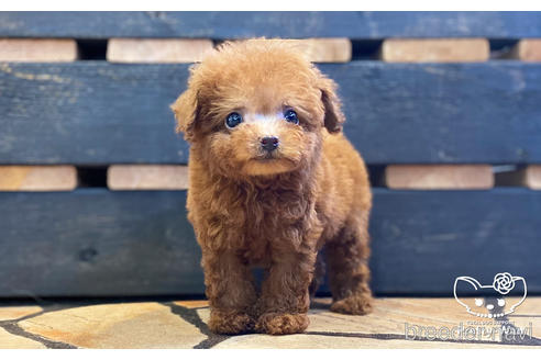 成約済の愛知県のタイニープードル-157043の3枚目