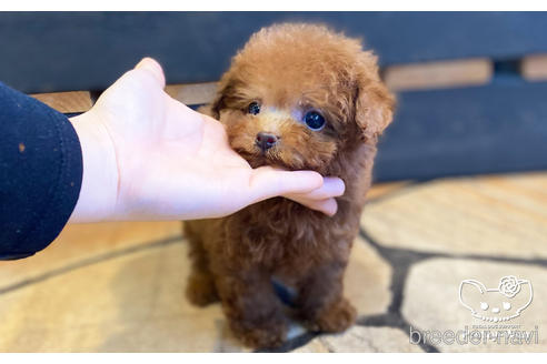 成約済の愛知県のタイニープードル-157043の2枚目