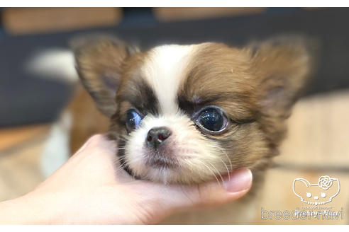 成約済の愛知県のミックス犬-157044の6枚目