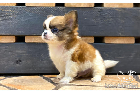 成約済の愛知県のミックス犬-157044の5枚目