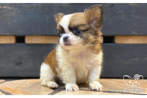 成約済の愛知県のミックス犬-157044の3枚目