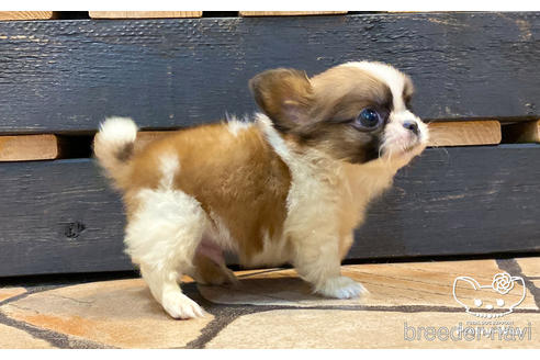 成約済の愛知県のミックス犬-157044の2枚目