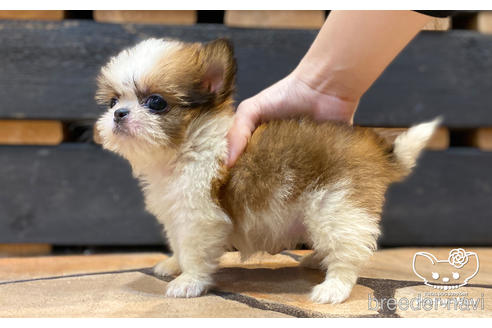 成約済の愛知県のミックス犬-157045の5枚目