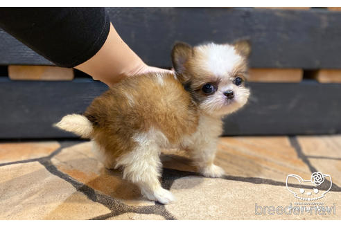 成約済の愛知県のミックス犬-157045の3枚目