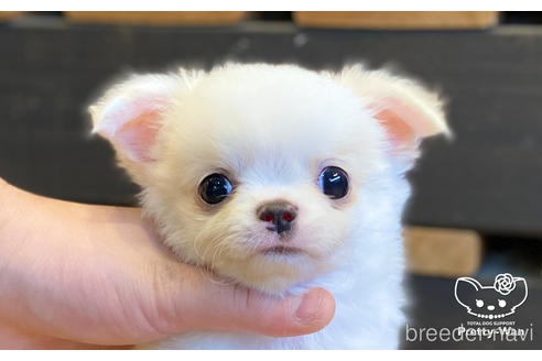 成約済の愛知県のチワワ(ロングコート)-157046の10枚目