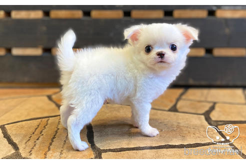 成約済の愛知県のチワワ(ロングコート)-157046の9枚目