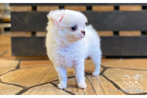 成約済の愛知県のチワワ(ロングコート)-157046の8枚目