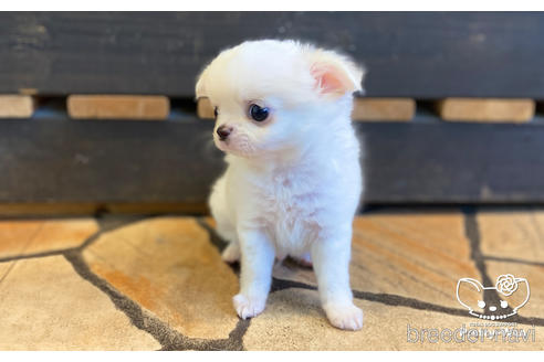 成約済の愛知県のチワワ(ロングコート)-157046の6枚目