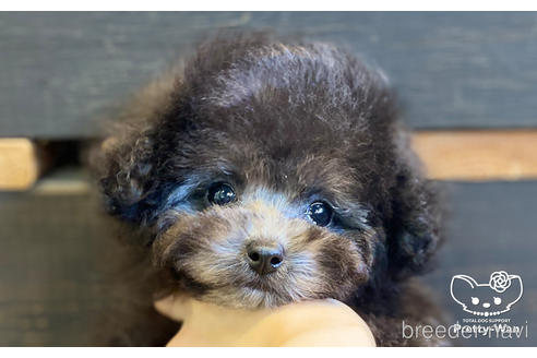 成約済の愛知県のタイニープードル-157047の1枚目