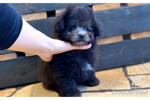 成約済の愛知県のタイニープードル-157047の4枚目