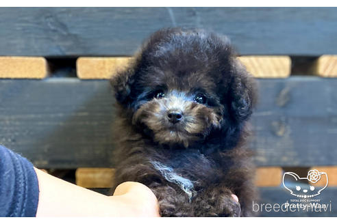 成約済の愛知県のタイニープードル-157047の3枚目