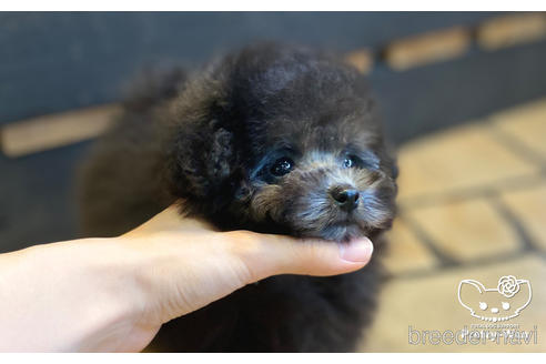 成約済の愛知県のタイニープードル-157047の2枚目