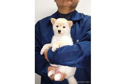 成約済の岡山県の柴犬-157048の3枚目