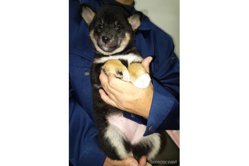 成約済の岡山県の柴犬-157049の8枚目