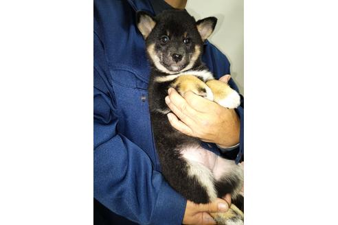 成約済の岡山県の柴犬-157049の6枚目