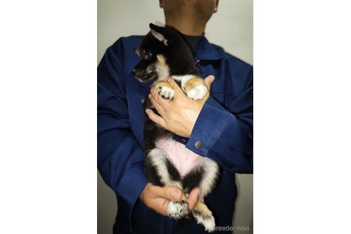 成約済の岡山県の柴犬-157049の7枚目