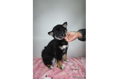 成約済の岡山県の柴犬-157049