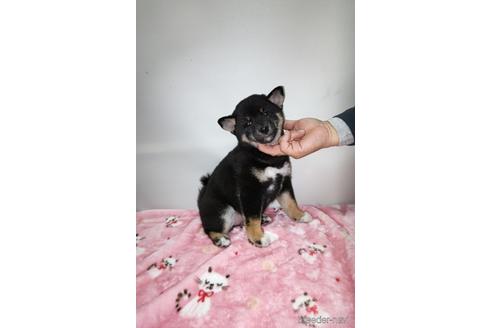 成約済の岡山県の柴犬-157049の5枚目