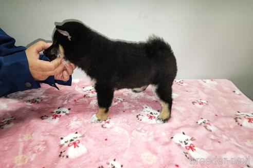 成約済の岡山県の柴犬-157049の3枚目
