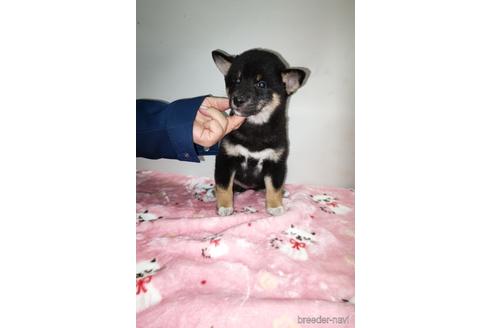 成約済の岡山県の柴犬-157049の4枚目