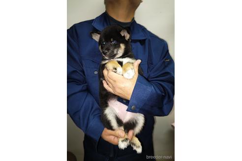 成約済の岡山県の柴犬-157049の2枚目
