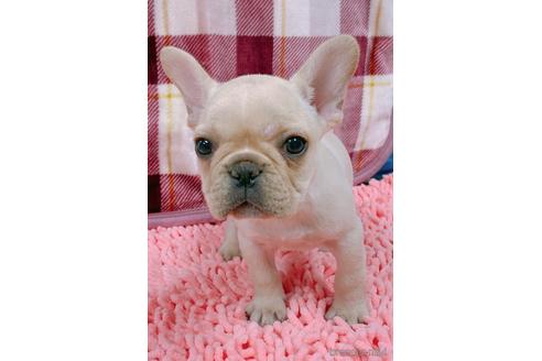 成約済の山口県のフレンチブルドッグ-154378の1枚目