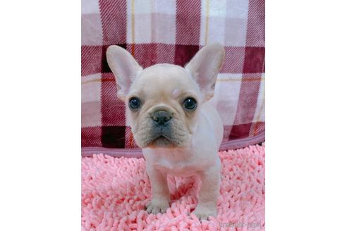 成約済の山口県のフレンチブルドッグ-154378の4枚目