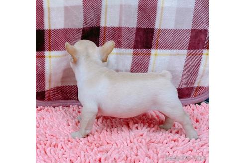 成約済の山口県のフレンチブルドッグ-154378の2枚目