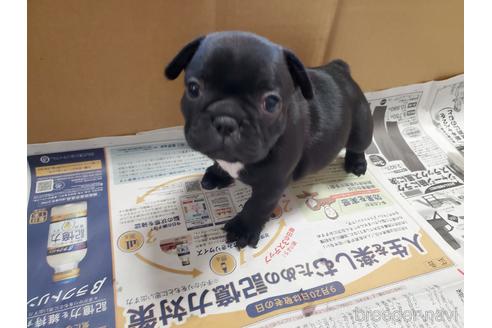 成約済の愛知県のフレンチブルドッグ-155569の1枚目