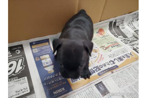 成約済の愛知県のフレンチブルドッグ-155569の7枚目