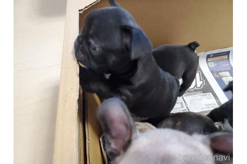 成約済の愛知県のフレンチブルドッグ-155569の5枚目