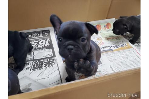 成約済の愛知県のフレンチブルドッグ-155565の1枚目