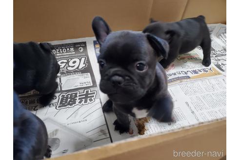 成約済の愛知県のフレンチブルドッグ-155565の4枚目