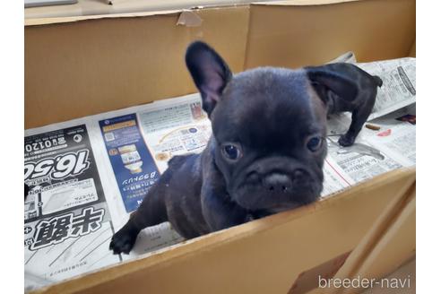 成約済の愛知県のフレンチブルドッグ-155565の5枚目