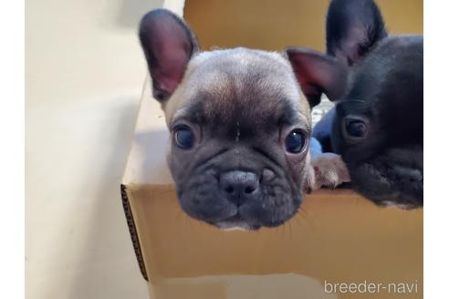 成約済の愛知県のフレンチブルドッグ-155560の6枚目