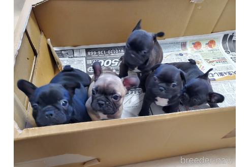 成約済の愛知県のフレンチブルドッグ-155560の7枚目