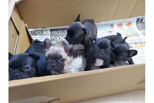 成約済の愛知県のフレンチブルドッグ-155560の8枚目