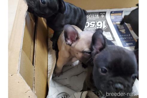 成約済の愛知県のフレンチブルドッグ-155560の5枚目