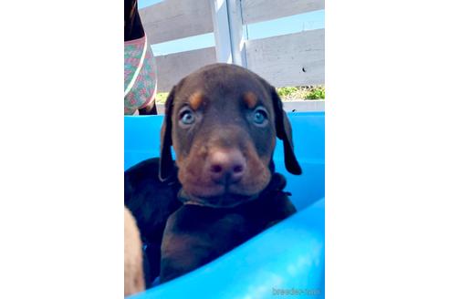 成約済の長崎県のドーベルマン-154812の2枚目