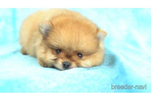 成約済の千葉県のポメラニアン-157088の1枚目