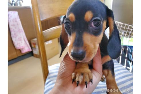 成約済の愛知県のミニチュアダックスフンド(スムースヘアード)-152017の11枚目